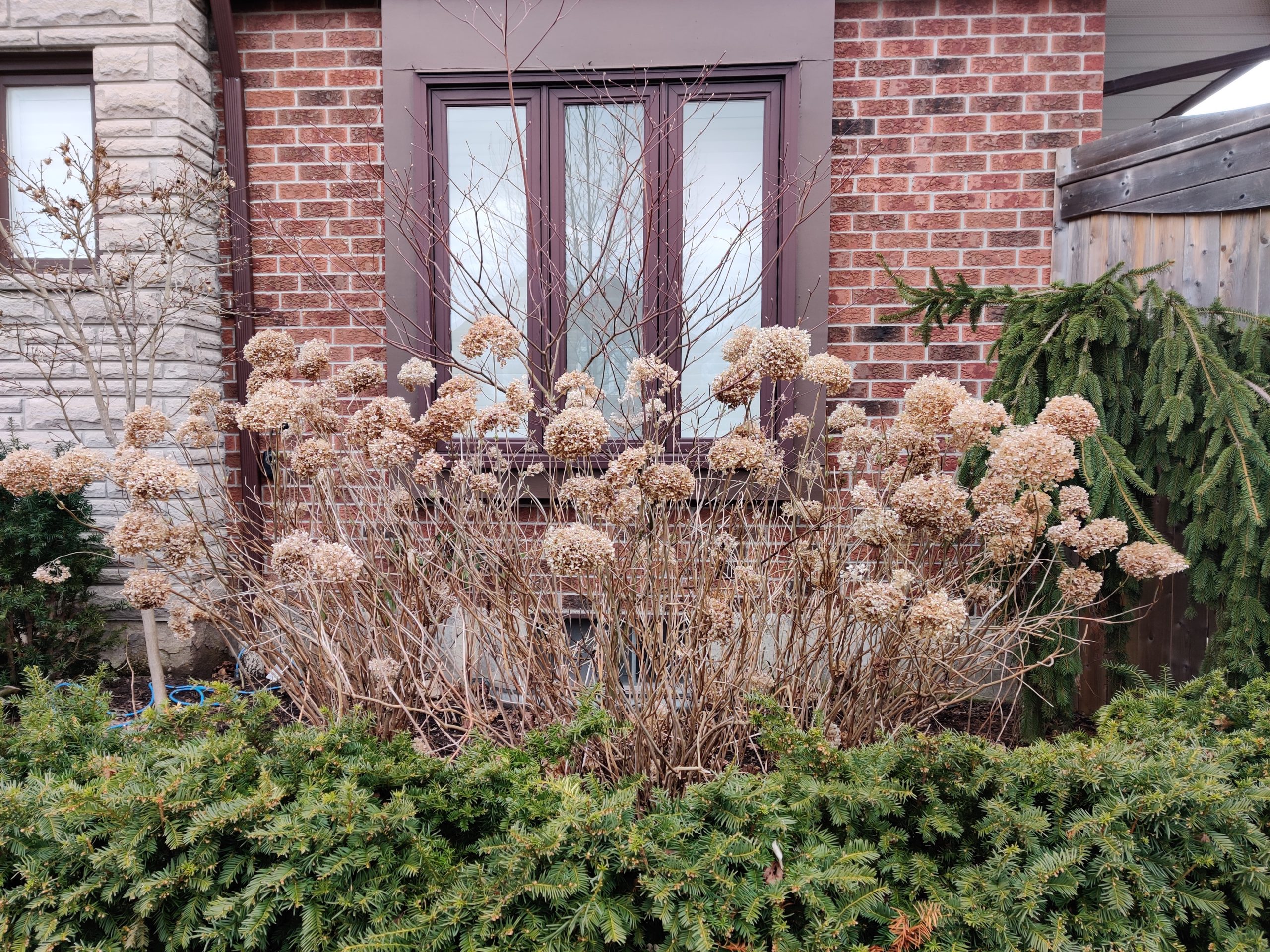 Annabelle Hydrangeas in Winter