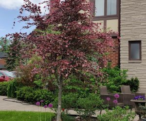 Young tree at side of house