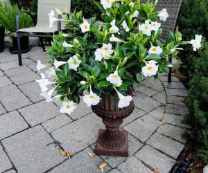 Mandevilla Tropical 