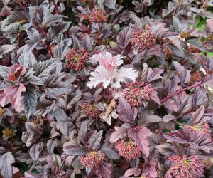 Mildew on Ninebark 