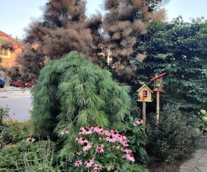 Little grouping of plants for curb appeal