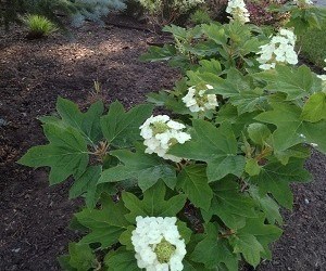 Oakleaf Hydrangea