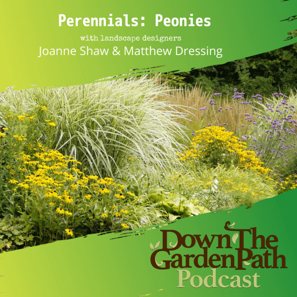 perennials peonies
