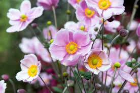 Japanese Anemone