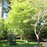 Japanese Maple
