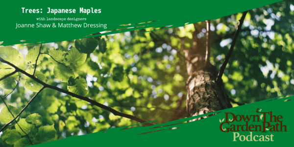 Japanese Maples August 2020