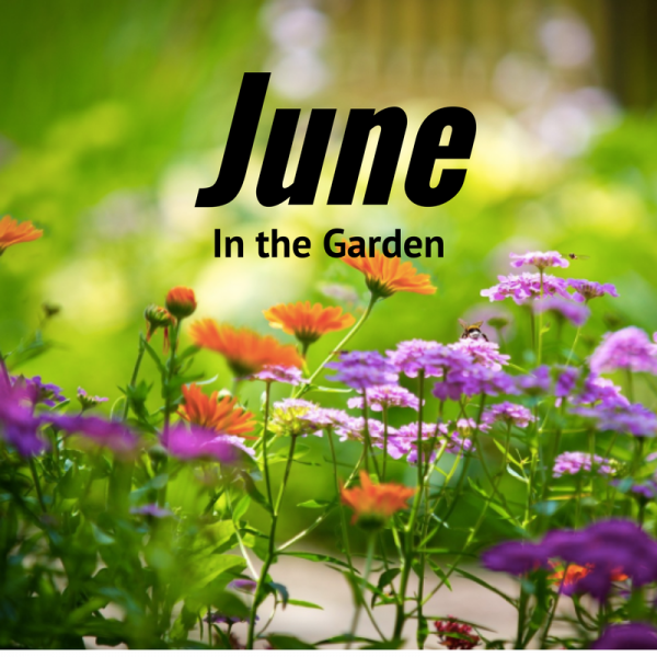 June in the Garden