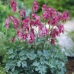 King of Hearts Bleeding Heart - all summer bloomer.