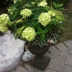 Little Lime Hydrangea, Wandering Jew and Japanese Forest Grass