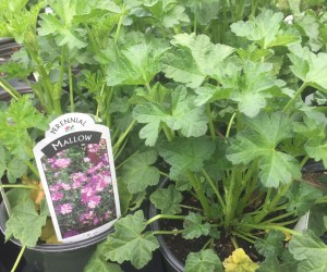 Mallow