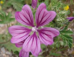 Mallow2