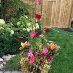 Mandevilla planter
