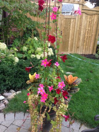Mandevilla planter