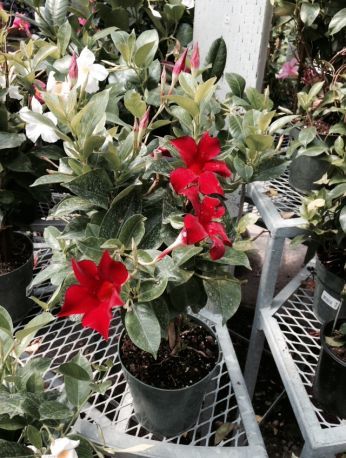 Mandevilla