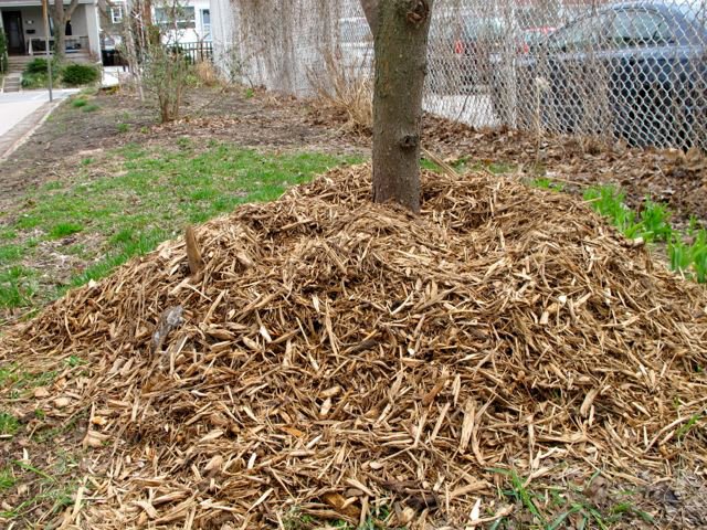 Mulch volcano