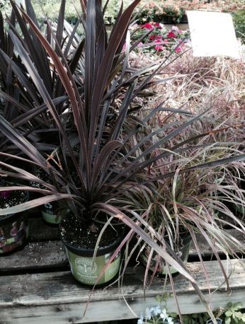 New Zealand Flax
