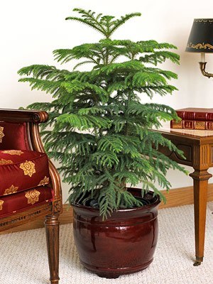 Norfolk Pine