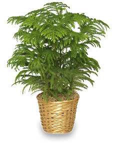 norfolk-pine