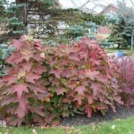 Oakleaf Hydrangea