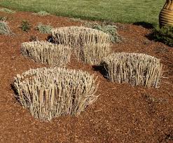 Orn-Grass_dormant-cut2