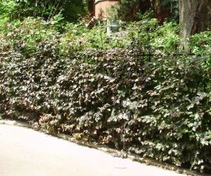 Informal Beech hedge