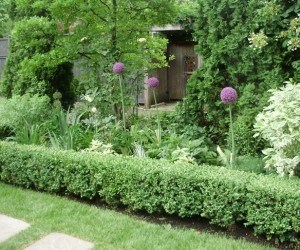Hedges in front of natural garden