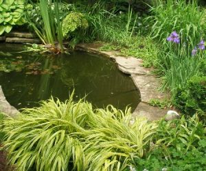 Small pond in the garden