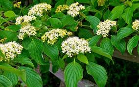 Pagoda Dogwood