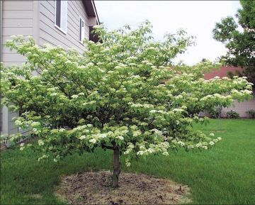 Pagoda Dogwood tree