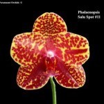 Phalaenopsis Salu Spot