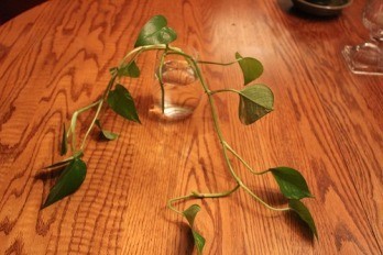 Pothos cutting