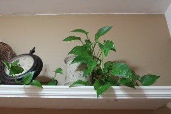 Pothos