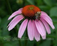 Purple Coneflower
