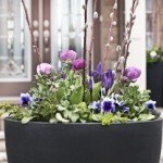 Pussy Willow Stems, Purple Pansies and Irises