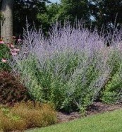 Russian Sage