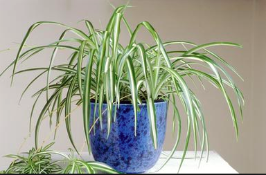 Spider Plant