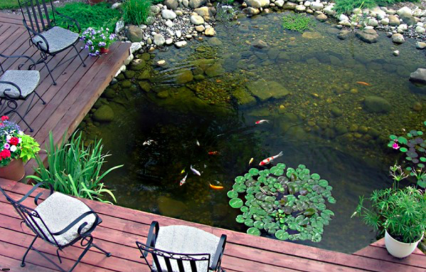 More about Ponds - Lovely pond with fish swimming