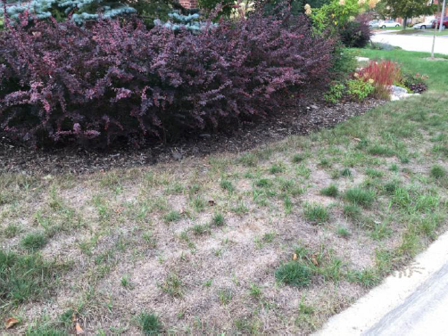 Purple bush near curb of driveway. 