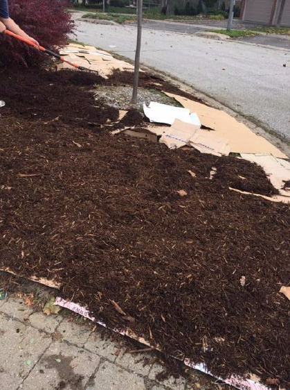 Mulch covering cardboard around a tree.