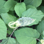 Annabelle Hydrangea with catepillar