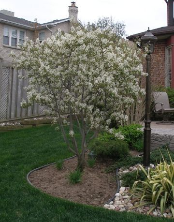 Serviceberry shrub