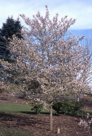 Serviceberry tree