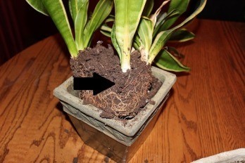 Snake plant dividing