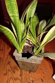 Snake plant_sm