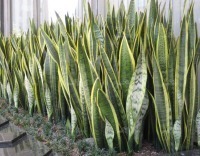 Snake plant