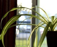 Spider plant