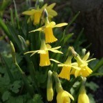 Spring flowers