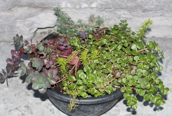 Succulents