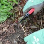 Summer Pruning