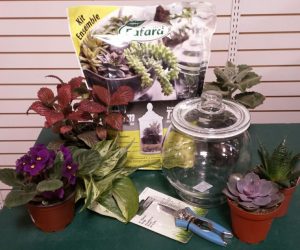 Growing small houseplants in terrariums